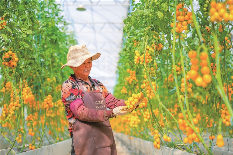 康喜莱现代农业产业园内，工作人员正在打理优质小番茄。.jpg